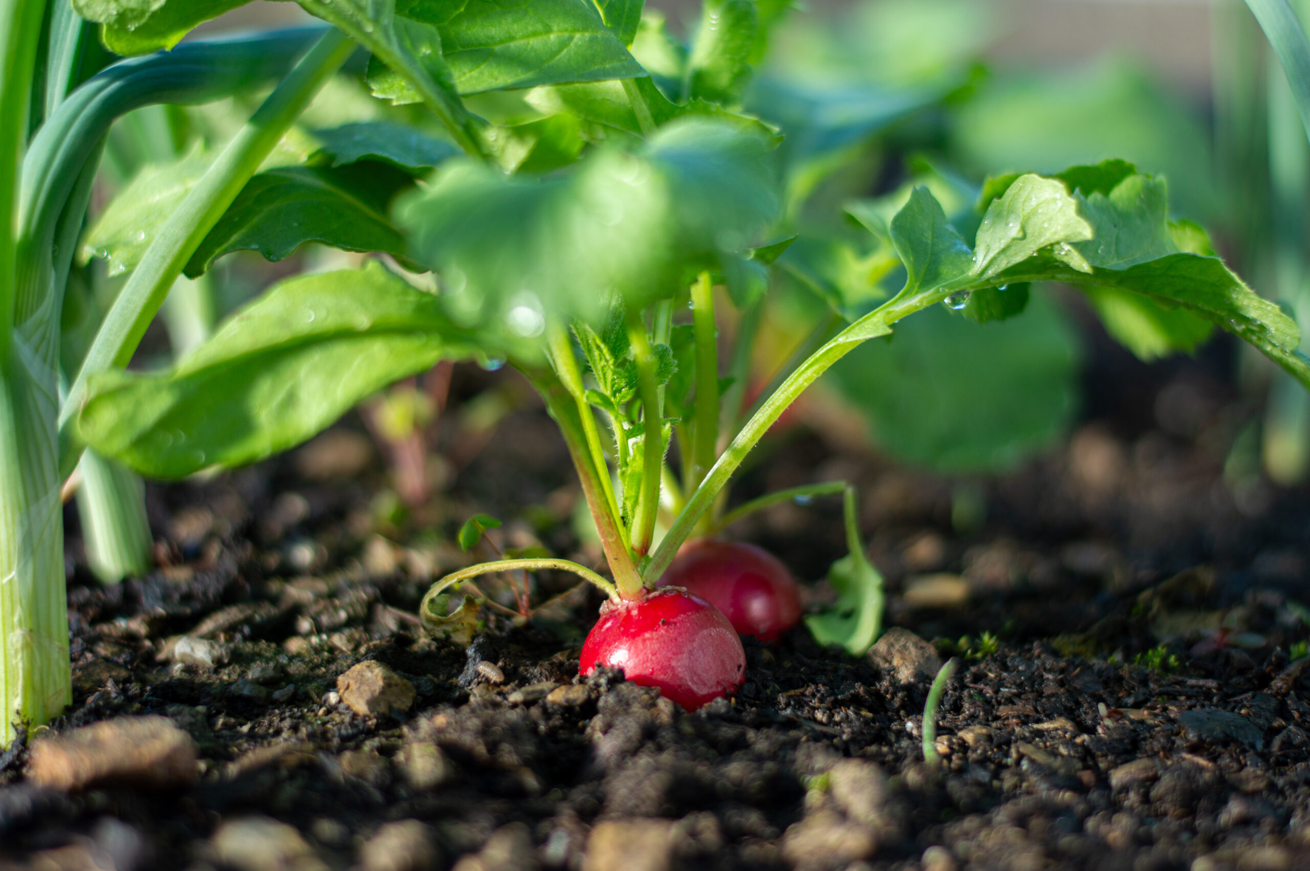 Jak vznikl Zahradnický kalendář