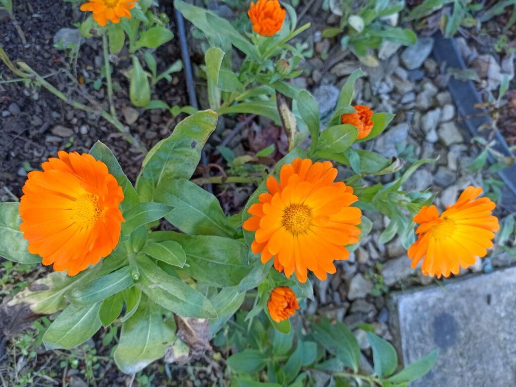 IMG_20231104_135450 IMG_20231104_135450