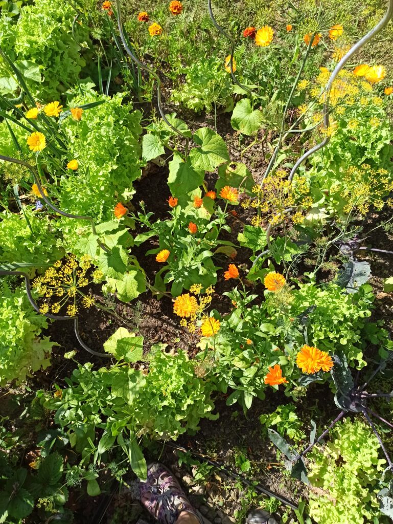 IMG_20240712_095621 IMG_20240712_095621