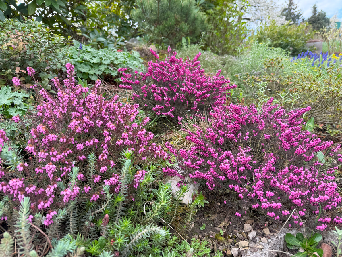 Vřesovec není vřes